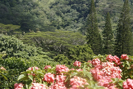 Lyon Arboretum