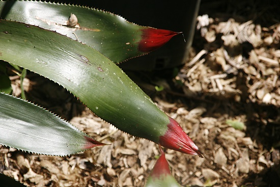 Lyon Arboretum
