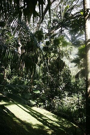 Lyon Arboretum