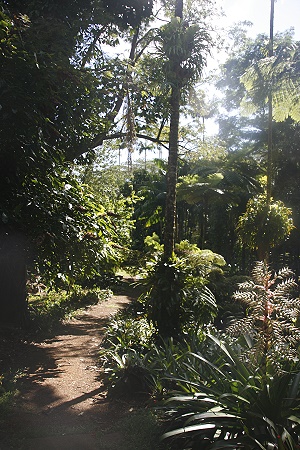 Lyon Arboretum