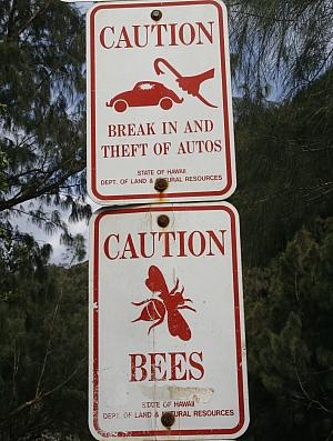 Achtung: Bienen und Diebe