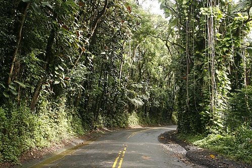 Onomea Scenic Drive Onomea Scenic Drive