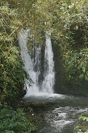 Auf dem Weg zu den Akaka Falls 