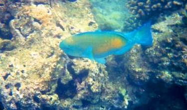 Fisch in der Hanauma Bay