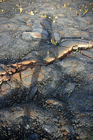 Lava Lava