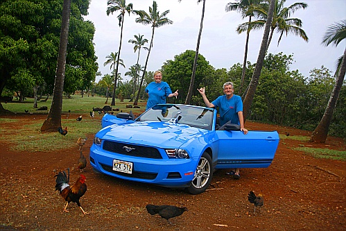 Ein Pferd, zwei Menschen und viele Vögel auf Kauai Ein Pferd, zwei Menschen und viele Vögel auf Kauai