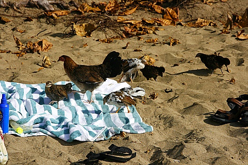 Mama Huhn mit ihren Kindern am Strand Mama Huhn mit ihren Kindern am Strand