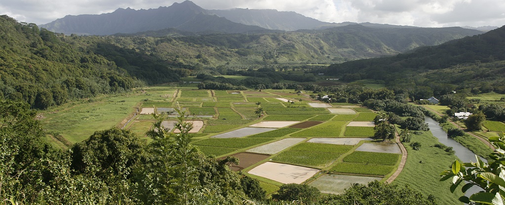 Hanalei Valley Lookout