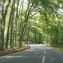 Fahrt durch's Weitmarer Holz.