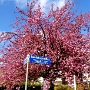 Der ehemalige Westfalenplatz und 2010 umbenannte noch nicht fertig gestellte Tana Schanzara Platz, auf dem irgendwann eine Statue von Tana aufgestellt werden soll.<br />22.4.2015