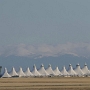 DEN - Denver International Airport<br /><br />30.04.1995 - American Airlines - McDonnell Douglas MD80 - Chicago - Denver - AA2037 - N591AA - 2:04 Std.<br />22.05.1995 - American Airlines - McDonnell Douglas MD80 - Denver - Chicago - AA2716 - 27E - 1:57 Std.<br />11.05.2007 - Song - Boeing 757-232 - Atlanta - Denver - DL39 - N6711M - 26A - 2:30 Std.<br />16.05.2014 - American Airlines - McDonnell Douglas MD80 - Chicago - Denver - AA2260 - N595AA - 14A - 2:09 Std.<br />07.06.2014 - American Eagle - Embraer ERJ-175LR - Denver - Chicago - AA4310 - N421YX - 15 F - 1:50 Std.<br />29.04.2022 - British Airways - Boeing 787-9 Dreamliner - G-ZBKP - London/LHR - Denver - BA219 - 20A /World Traveller Plus - 9:14 Std.<br />01.05.2022 - American Airlines - Airbus  A321-253NX - N438AN - Denver - Phoenix - AA1309 - 3F First - 1:32 Std.<br />