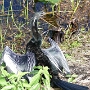 02.01.2020 - Anhinga Trail