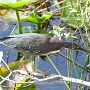 02.01.2020 - Anhinga Trail