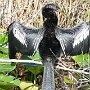 02.01.2020 - Anhinga Trail