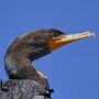 27.01.2026 - Anhinga Trail