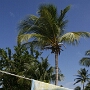 Palm Island