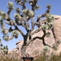 Das Klima im Joshua-Tree-National-Park ist insgesamt sehr trocken, differiert jedoch je nach Höhenlage. Im Durchschnitt herrschen rund 25 % Luftfeuchtigkeit. Die Temperaturen im Frühling und Herbst liegen tagsüber um die 20 °C, nachts um die 10 °C. Im Sommer sind 35 °C und mehr keine Seltenheit. Während der Wintermonate sinken die Temperaturen nachts leicht unter den Gefrierpunkt, tagsüber können sie jedoch bis plus 15 °C erreichen.