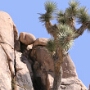 Die auffälligsten Pflanzen sind die seltsamen anmutenden Joshua Trees, die ausschließlich in der Mojave-Wüste im Nordwestteil des Parks vorkommen und ihm seinen Namen gaben. Der Joshua Tree ist ein wichtiger Bestandteil des regionalen Ökosystems und liefert vielen Wüstentieren Nahrung und Schutz. Die Pflanzen, die aussehen wie Kakteen, aber zu den Liliengewächsen gehören, werden bis 18 Meter hoch und bis zu 900 Jahre alt. Ihre Blütezeit ist im April und Mai. In der Mojave Wüste gibt es sehr viele dieser Bäume, aber in tieferen Lagen ist die Vegetation eher vom Kreosotbusch geprägt. Den Namen bekamen die Joshua Trees von Mormonen, die in den 1840er Jahren durch die Gegend des Parks zogen und meinten, dass sie ihnen den Weg nach Westen zeigten.
