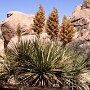 Joshua Tree National Park - 07.10.2011