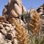 Joshua Tree National Park - 07.10.2011