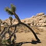 Joshua Tree National Park - 07.10.2011