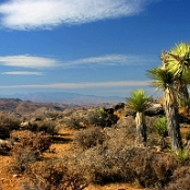 Joshua Tree NP 14