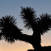 Joshua Tree NP 16