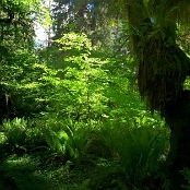 Olympic NP 5