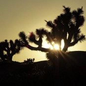 Joshua Tree NP 4