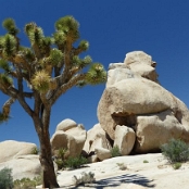 Joshua Tree NP 7
