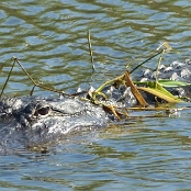 Everglades NP 3