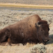 Yellowstone NP 20