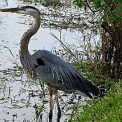Everglades NP 6