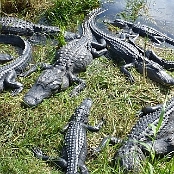 Everglades NP 8