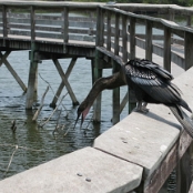 Everglades NP 11