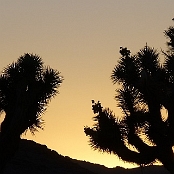 Joshua Tree NP 9