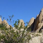 Joshua Tree NP 10