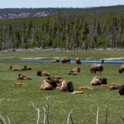 Yellowstone NP 6