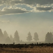 Yellowstone NP 8