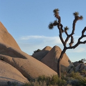 California 09
Joshua Tree NP