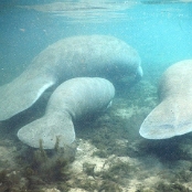 Florida 11