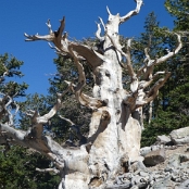 Nevada 10 