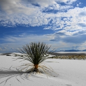 New Mexico 02
White Sands
					