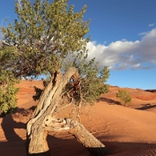 Utah 16