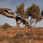 16.03.2006  7:20 AM - der selbe Baum - nur in die andere Richtung geknipst