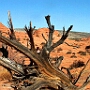 29.8.2002<br />North Coyote Buttes