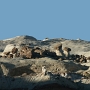 Die ersten Hoodoos sieht man schon vom Parkplatz aus, sie sehen aus wie kleine weiße Fliegenpilze.  Wenn man nichts sieht, kann ein Fernglas oder irgendetwas zoomiges Wunder wirken.