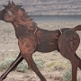 26.05.2012 - Wild Horse Monument