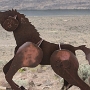 26.05.2012 - Wild Horse Monument