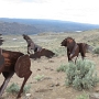 26.05.2012 - Wild Horse Monument